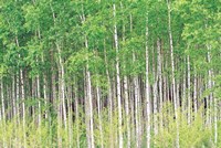 Aspen Trees, View From Below (horizontal) Fine Art Print