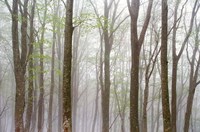 Foggy Trees in Forest Fine Art Print