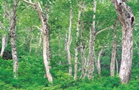 Lush Forest Fine Art Print