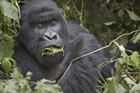 Close-up of a Mountain gorilla (Gorilla beringei beringei) eating leaf, Rwanda Fine Art Print