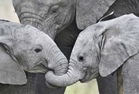 African elephant calves (Loxodonta africana) holding trunks, Tanzania Fine Art Print