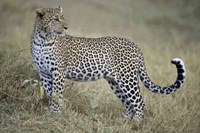 Close-up of a leopard (Panthera pardus) in a forest, Tanzania Fine Art Print