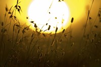 Silhouette of grass at sunrise, Tanzania Fine Art Print