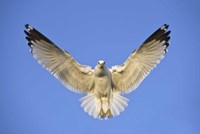 Ring Billed Gull (Larus delawarensis) in flight, California, USA Fine Art Print