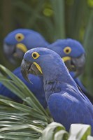 Hyacinth macaws (Anodorhynchus hyacinthinus) perching on a branch, Brazil Fine Art Print