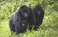 Mountain gorillas (Gorilla beringei beringei) with baby, Rwanda Fine Art Print