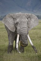 African elephant (Loxodonta africana), Tanzania Fine Art Print