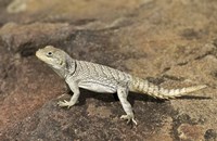 Close-up of a lizard (Oplurus cyclurus), Madagascar Fine Art Print