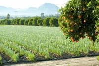 Oranges on a tree with onions crop in the background, California, USA Fine Art Print