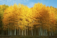 Aspen trees in autumn, Last Dollar Road, Telluride, Colorado Fine Art Print