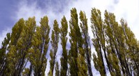 Low angle view of trees, Aspens, Estancia Punta Del Monte, Aysen Region, Patagonia, Chile Fine Art Print