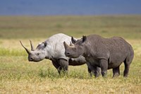 Side profile of two Black rhinoceroses standing in a field, Ngorongoro Crater, Ngorongoro Conservation Area, Tanzania Fine Art Print