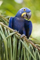 Close-up of a Hyacinth macaw, Three Brothers River, Meeting of the Waters State Park, Pantanal Wetlands, Brazil Fine Art Print
