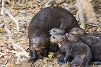 Otter with Cubs, Three Brothers River, Meeting of the Waters State Park, Pantanal Wetlands, Brazil Fine Art Print