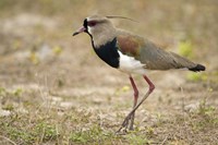 Close-up of a Southern lapwing, Three Brothers River, Meeting of the Waters State Park, Pantanal Wetlands, Brazil Fine Art Print