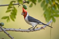 Red-Crested cardinal on a branch, Three Brothers River, Meeting of the Waters State Park, Pantanal Wetlands, Brazil Fine Art Print