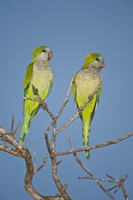 Pair of Monk parakeets perching on a branch, Three Brothers River, Meeting of Waters State Park, Pantanal Wetlands, Brazil Fine Art Print