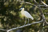 Capped heron perching on a branch, Three Brothers River, Meeting of the Waters State Park, Pantanal Wetlands, Brazil Fine Art Print