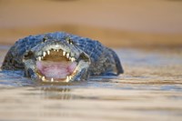 Yacare caiman in a river, Three Brothers River, Meeting of the Waters State Park, Pantanal Wetlands, Brazil Fine Art Print