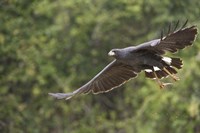 Great Black hawk in flight, Three Brothers River, Meeting of the Waters State Park, Pantanal Wetlands, Brazil Fine Art Print