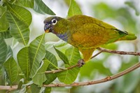 Close-up of a Scaly-Headed parrot, Three Brothers River, Meeting of the Waters State Park, Pantanal Wetlands, Brazil Fine Art Print