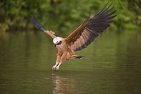 Black-Collared hawk pouncing over water, Three Brothers River, Meeting of Waters State Park, Pantanal Wetlands, Brazil Fine Art Print