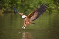 Black-Collared hawk pouncing over water, Three Brothers River, Meeting of Waters State Park, Pantanal Wetlands, Brazil by Panoramic Images - 16" x 11"