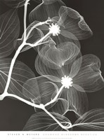 Dogwood Blossoms - Negative by Steven N. Meyers - 19" x 26"