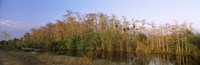 Reflection of trees in water, Turner River Road, Big Cypress National Preserve, Florida, USA Fine Art Print