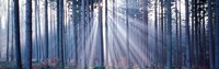 Forest w/ sunrays Landsberg Vicinity Germany Fine Art Print
