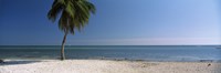 Palm tree on the beach, Smathers Beach, Key West, Florida, USA Fine Art Print