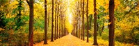 Tree-lined road Schwetzingen Germany Fine Art Print