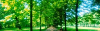 Tree-lined road Dresden vicinity Germany by Panoramic Images - 29" x 9"
