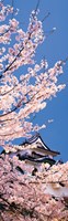 Hikone Castle w\cherry blossoms Shiga Japan Fine Art Print