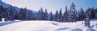 Snowy Field & Trees Oberjoch Germany Fine Art Print