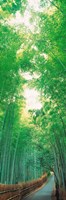 Path Flanked by Green Trees, Sagano Kyoto Japan Fine Art Print