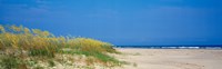 Sea oat grass on the beach, Charleston, South Carolina, USA Fine Art Print