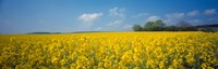 Oilseed rape (Brassica napus) crop in a field, Switzerland Fine Art Print