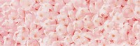 Carpet of Cherry Blossoms