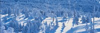 Snow Covered Trees, Chino Nagano Japan Fine Art Print