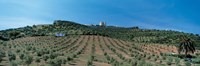 Olive Groves Evora Portugal Fine Art Print