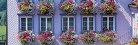 Purple House with Flowers, Appenzell Switzerland Fine Art Print