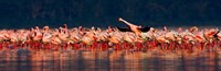 Lesser flamingos in a lake, Lake Nakuru, Lake Nakuru National Park, Kenya Fine Art Print