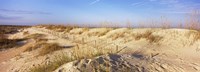 Sand dunes on the beach, Anastasia State Recreation Area, St. Augustine, St. Johns County, Florida, USA by Panoramic Images - 25" x 9"