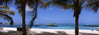 Palm trees on the beach, Anguilla by Panoramic Images - 25" x 9"