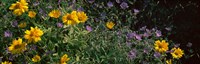 Flowers in a botanical garden, Buffalo And Erie County Botanical Gardens, Buffalo, Erie County, New York State Fine Art Print