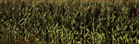 Corn field, New York State by Panoramic Images - 28" x 9"