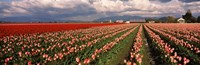 Tulips in a field, Skagit Valley, Washington State (horizontal) Fine Art Print