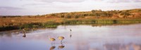 Sandhill cranes (Grus canadensis) in a pond at a celery field, Sarasota, Sarasota County, Florida Fine Art Print