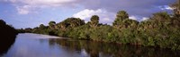 Trees along a channel, Venice, Sarasota County, Florida Fine Art Print